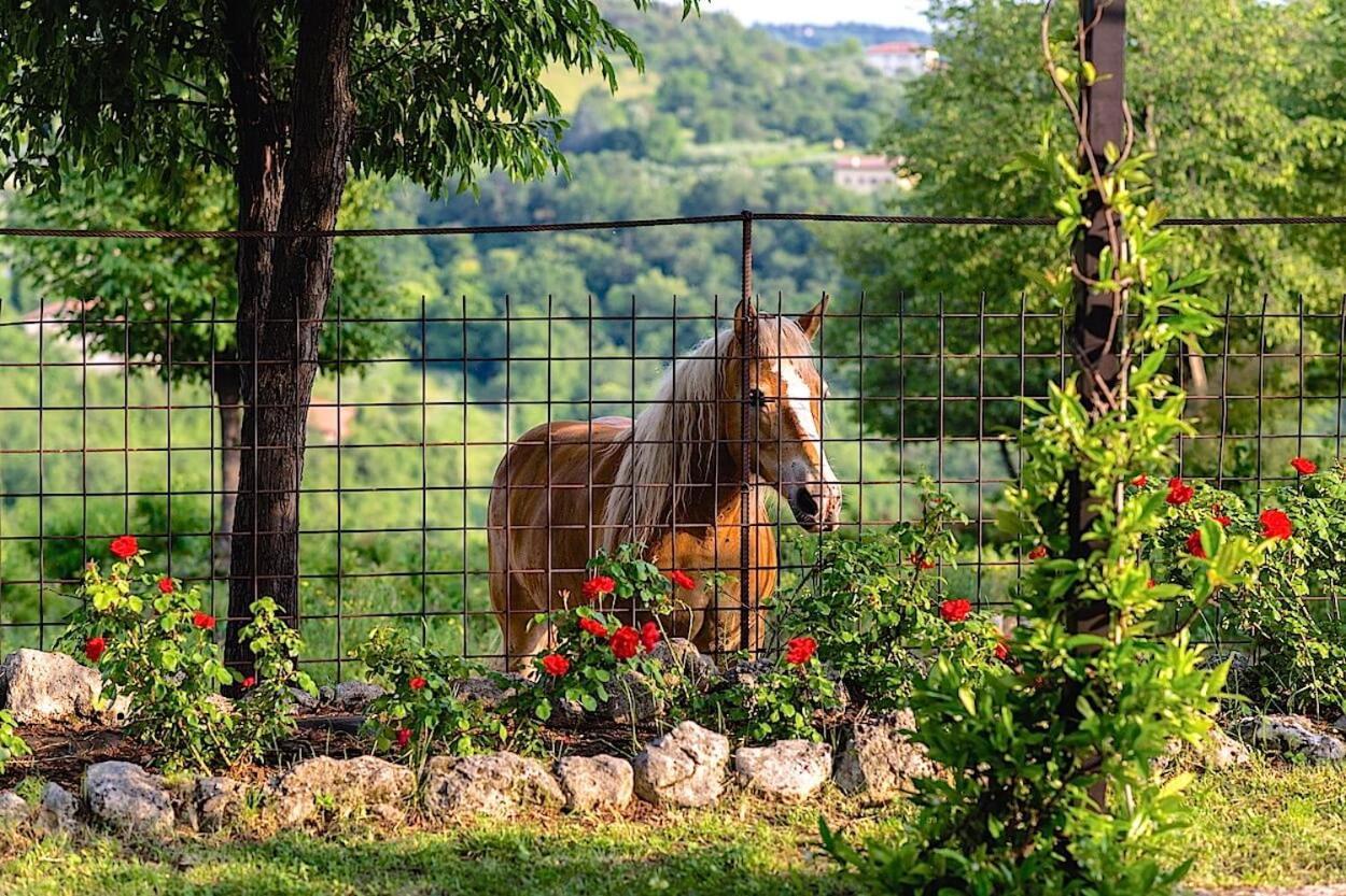 Agriturismo Il Porcellino Куинто-ди-Вальпантена Экстерьер фото
